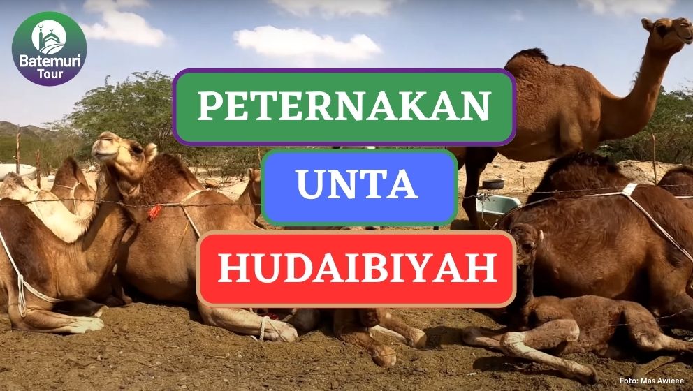 Berkunjung ke Peternakan Unta di Hudaibiyah - City Tour Saudi Arabia